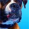 BullDog